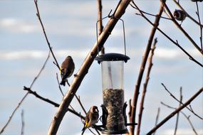 Can The Feeder on tree
