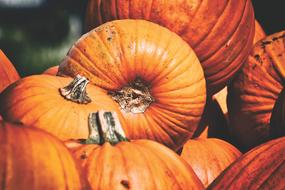 appetizing Pumpkins Colorful