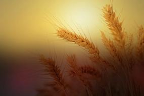splendid Wheat Ear