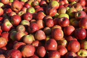 A lot of the beautiful colorful glossy apples in sunlight