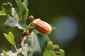 Acorns Brown Oak