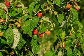 Raspberries Himbeerstrauch