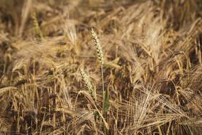 ripe cereals on the field