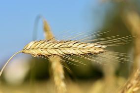 Wheat Barley