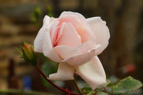 nice Ñute Rose Pink