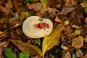 Beautiful red berries on the white mushroom, among the colorful leaves, in autumn