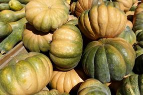 Beautiful, colorful, shiny, ripe pumpkins on the harvest, in the autumn