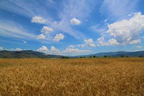 magnificent gold Wheat Grain