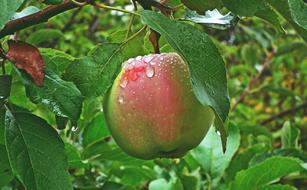 raindrops on pink green apple, close-up