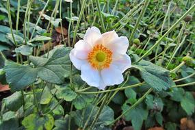 magnificent Anemone White Flower