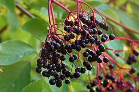 ripe berries of Elder on branch, Sambucus