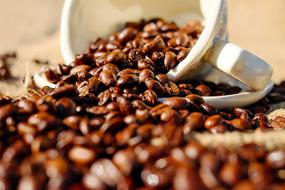 coffee beans in white porcelain cup close up on blurred background