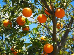 Oranges, ripe Fruits on Tree at sky
