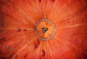 red Pumpkin Squash Vegetable