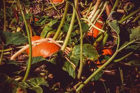 Pumpkin orange Box