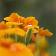 Close-up of the beautiful, blooming, orange and yellow marigold flowers
