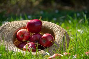 Apple Fruit plate