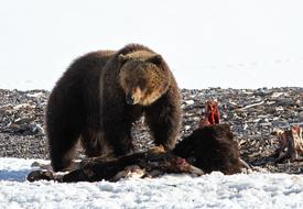 splendid Grizzly Bear Wildlife