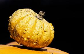 pimply autumn pumpkin