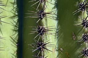Saguaro Spines
