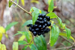 dainty Bush Hedge