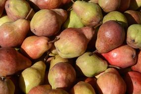 pear harvest in the sun close-up