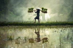 farmer harvests rice field in Burma