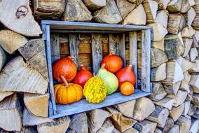 Pumpkins Hokkaido