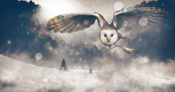 owl with mouse as prey in a snowy landscape