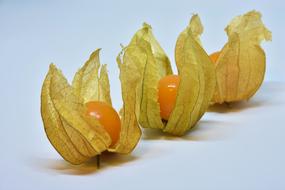 three ripe Physalis Fruits in row