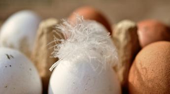 Macro photo of a feather on a white egg among other colorful eggs