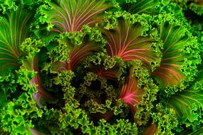 Mangel Kale