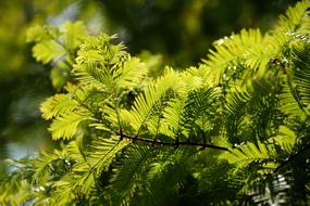 European Yew Needle