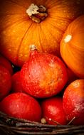 Beautiful orange and red Hokkaido pumpkins, in autumn