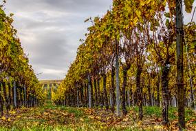 walk path through Vineyards at fall