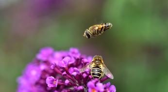 two striped insects over a purple inflorescence