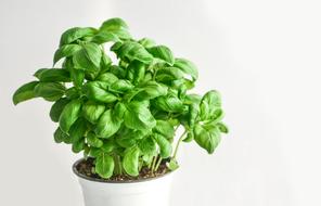 Basil Herb