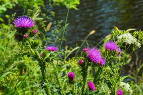 Thistles Flowers in a green grass