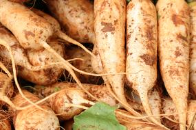 Daikon, white Radish roots close up