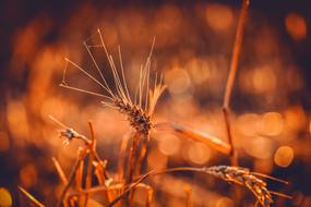 Wheat Durum close-up on blurred background