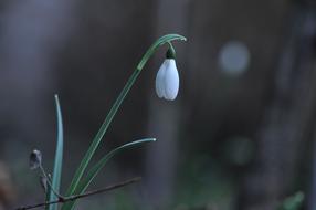 Snowdrop, White spring flower