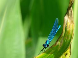 Dragonfly Herbs