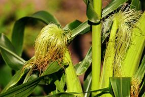 corn on the field on a sunny day