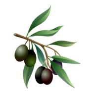 green and black olives on a branch