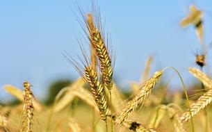 gold Wheat Barley Cereals