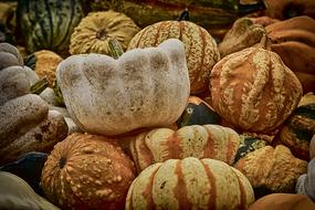 harvest of brown striped pumpkins