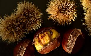 closeup picture of the prickly and peeled chestnut