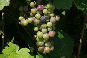 unripe grapes on the vine on a sunny day