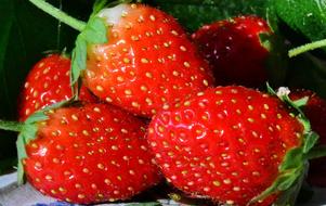 appetizing Strawberries Fruits Red