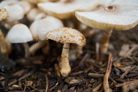 Autumnal Mushrooms at Nature